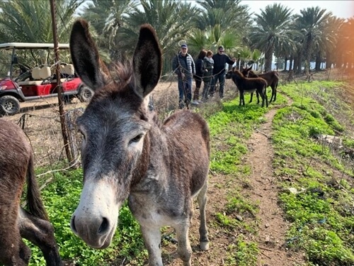 מרכבות הירדן